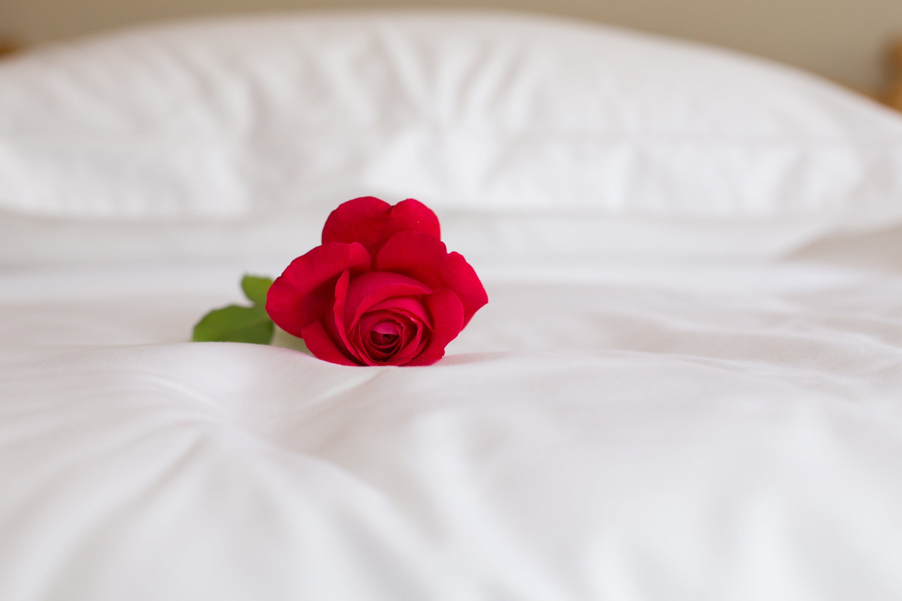 Red Rose on White Duvet Cover | Scooms