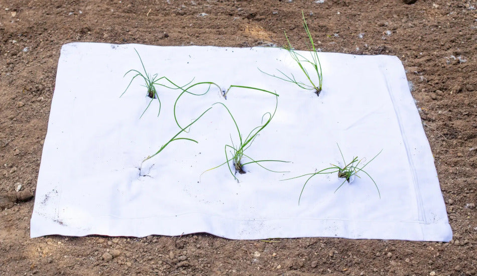 Using old sheet to protect plants | Scooms