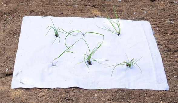 Using old sheet to protect plants | Scooms