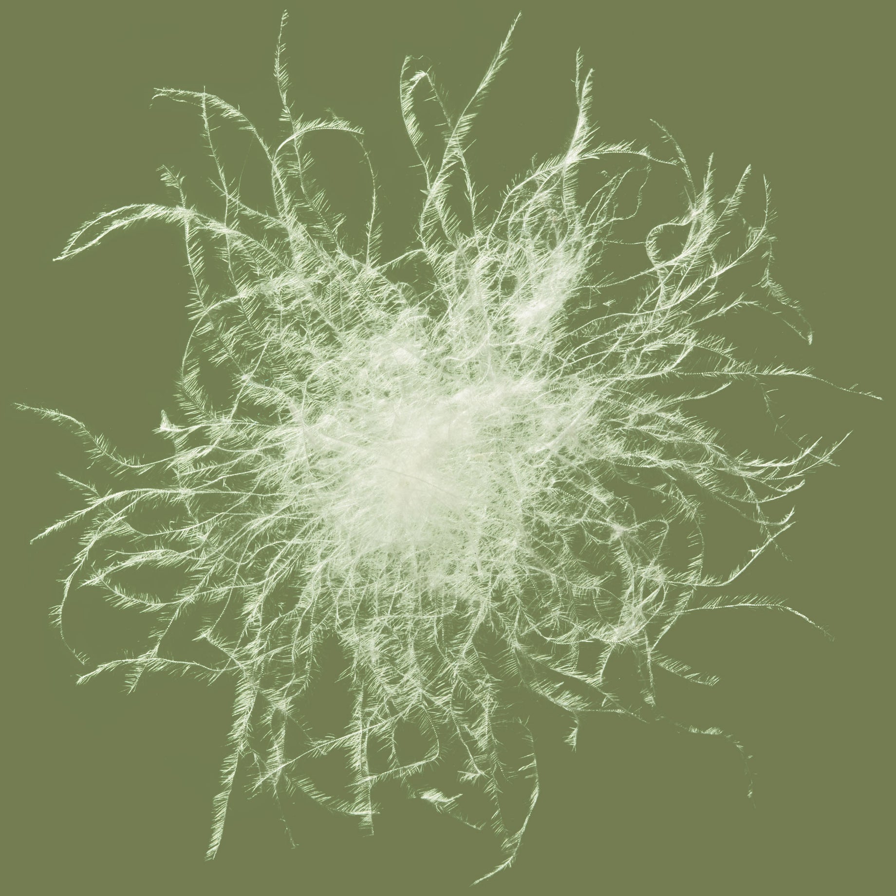 Hungarian goose down cluster magnified. Scooms